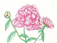 Pretty flower